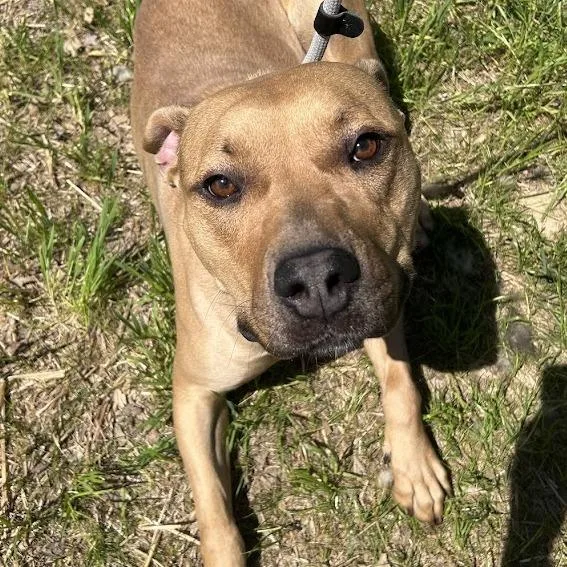 Butterscotch "mercy" thumbnail 4