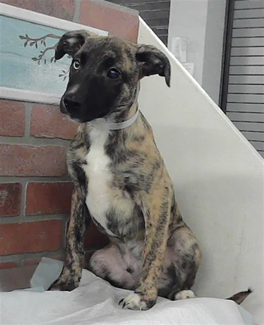 A baby small-sized male Labrador Retriever dog named Maya for adoption in Houston, TX