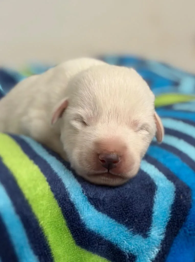A baby small-sized male Affenpinscher dog named Squall for adoption in Lockhart, TX