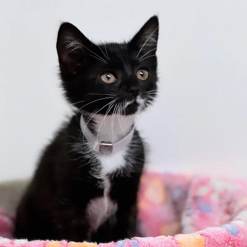 Cat Gpt