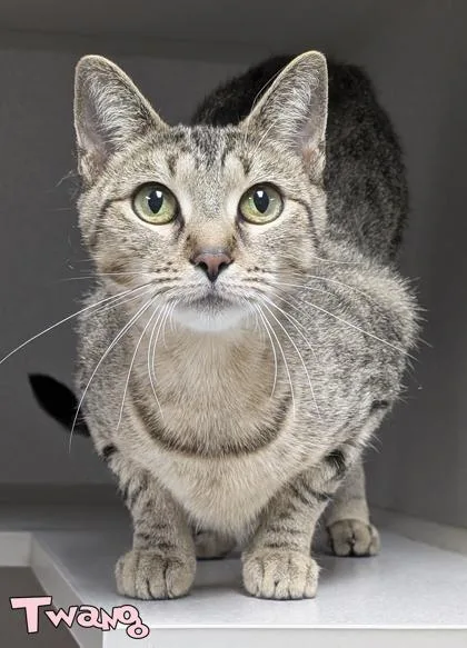 An adult medium-sized female Domestic Short Hair cat named Twang for adoption in Mason, MI