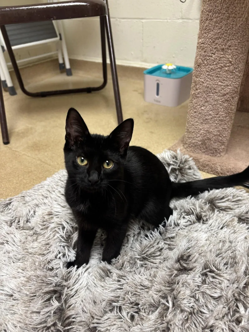 A baby medium-sized female Black Domestic Short Hair cat named Marla for adoption in Brick, NJ