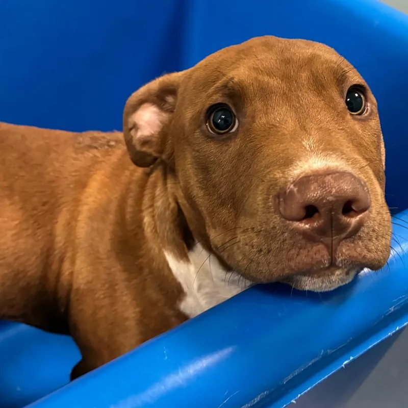 A baby large-sized male Brown / Chocolate Pit Bull Terrier dog named Bones for adoption in Greensboro, NC