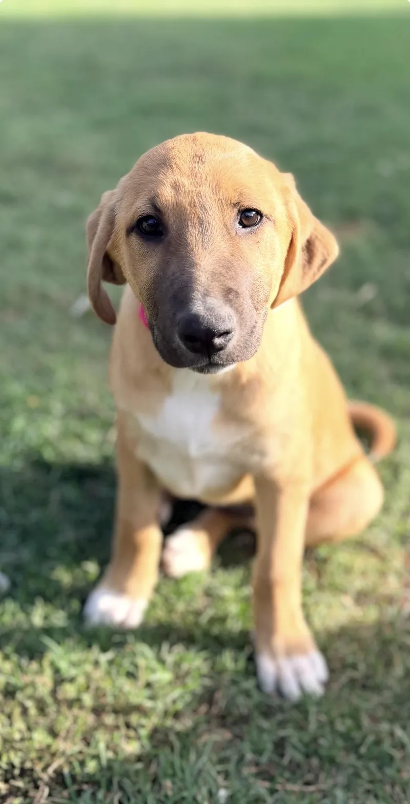 A baby large-sized female Yellow / Tan / Blond / Fawn Black Mouth Cur dog named Eliza for adoption in Gilbert, AZ