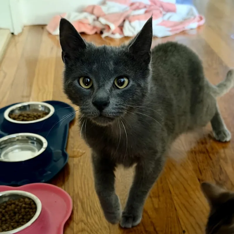 A young medium-sized male Gray / Blue / Silver Domestic Short Hair cat named Macho for adoption in Middle Village, NY