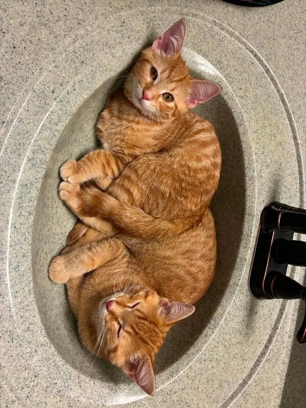 A young medium-sized male Orange / Red Domestic Short Hair cat named Rogue for adoption in Adrian, MI