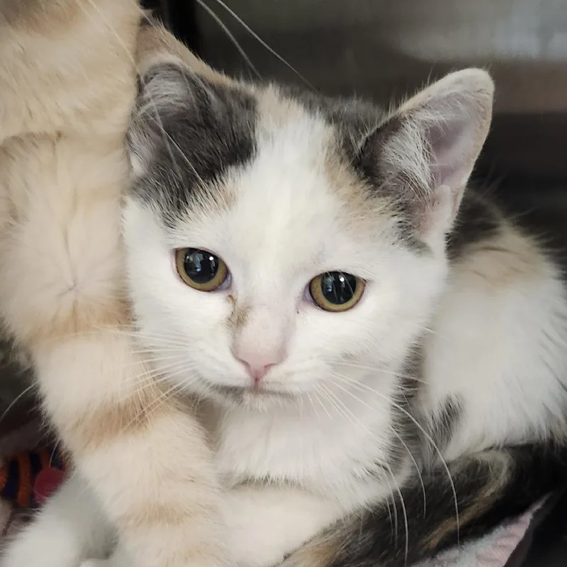 A baby small-sized female Calico Domestic Short Hair cat named Birdie for adoption in Columbia Station, OH