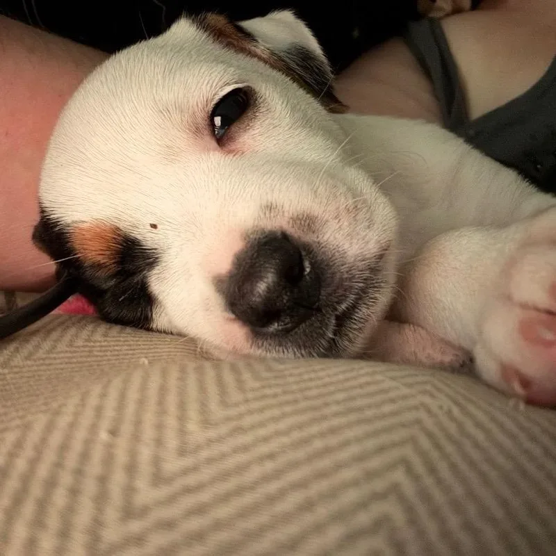 A baby small-sized female White / Cream Beagle dog named Summer for adoption in Laurel, MS