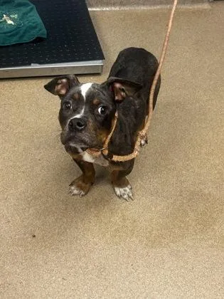 A young medium-sized male Mixed Breed dog named Fin Fin for adoption in Chamblee, GA