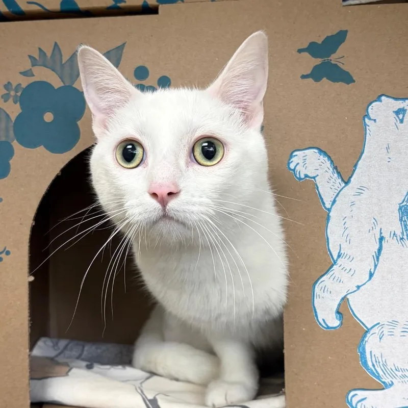 An adult medium-sized male White Domestic Short Hair cat named Giorgio for adoption in West Olive, MI