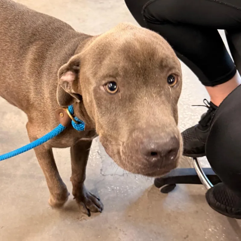 A young medium-sized male Gray / Blue / Silver Terrier dog named Ash for adoption in Tampa, FL