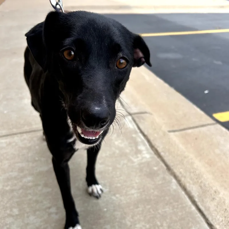 An adult medium-sized female Black Mixed Breed dog named Fwt Momma for adoption in Midland, TX