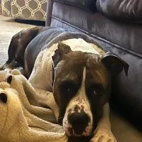 An adult medium-sized male Mixed Breed dog named Ollie for adoption in Monticello, NY