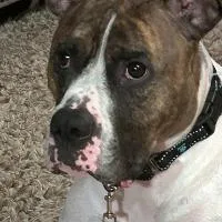 Ollie thumbnail 3