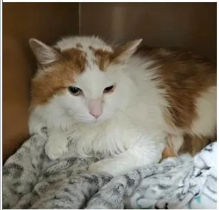 An adult medium-sized male Orange & White Domestic Long Hair cat named Otis for adoption in Greenfield, IN