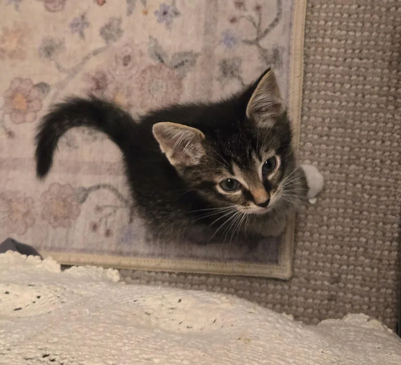 A baby medium-sized male Domestic Short Hair cat named C Litter Marley for adoption in Livonia, MI