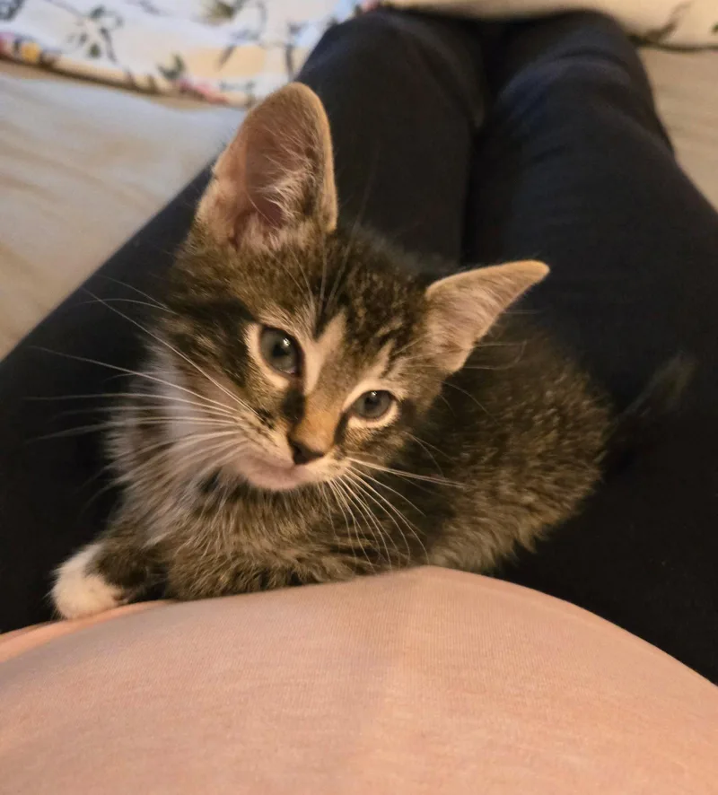 C Litter Marley thumbnail 2