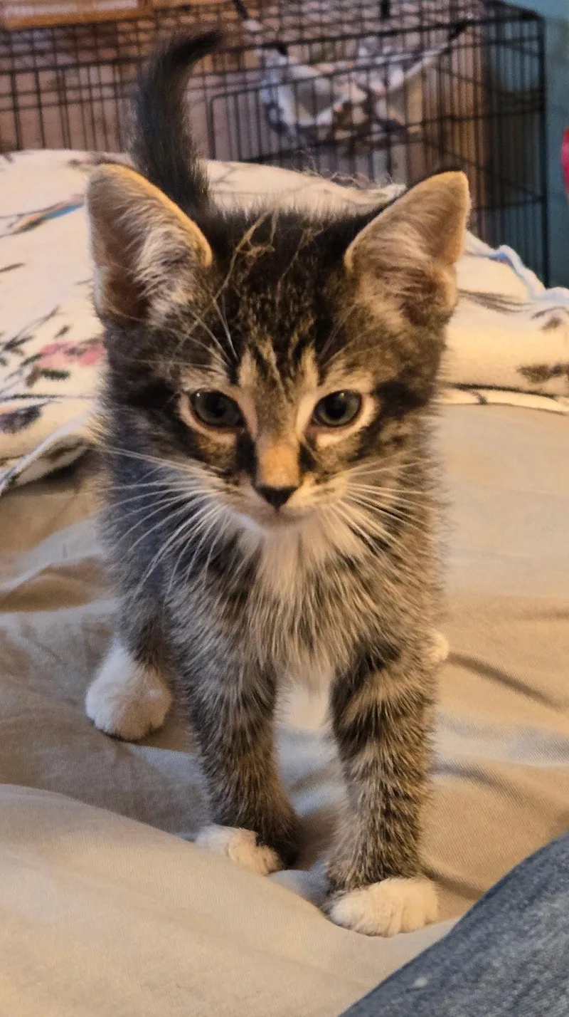 C Litter Marley thumbnail 3