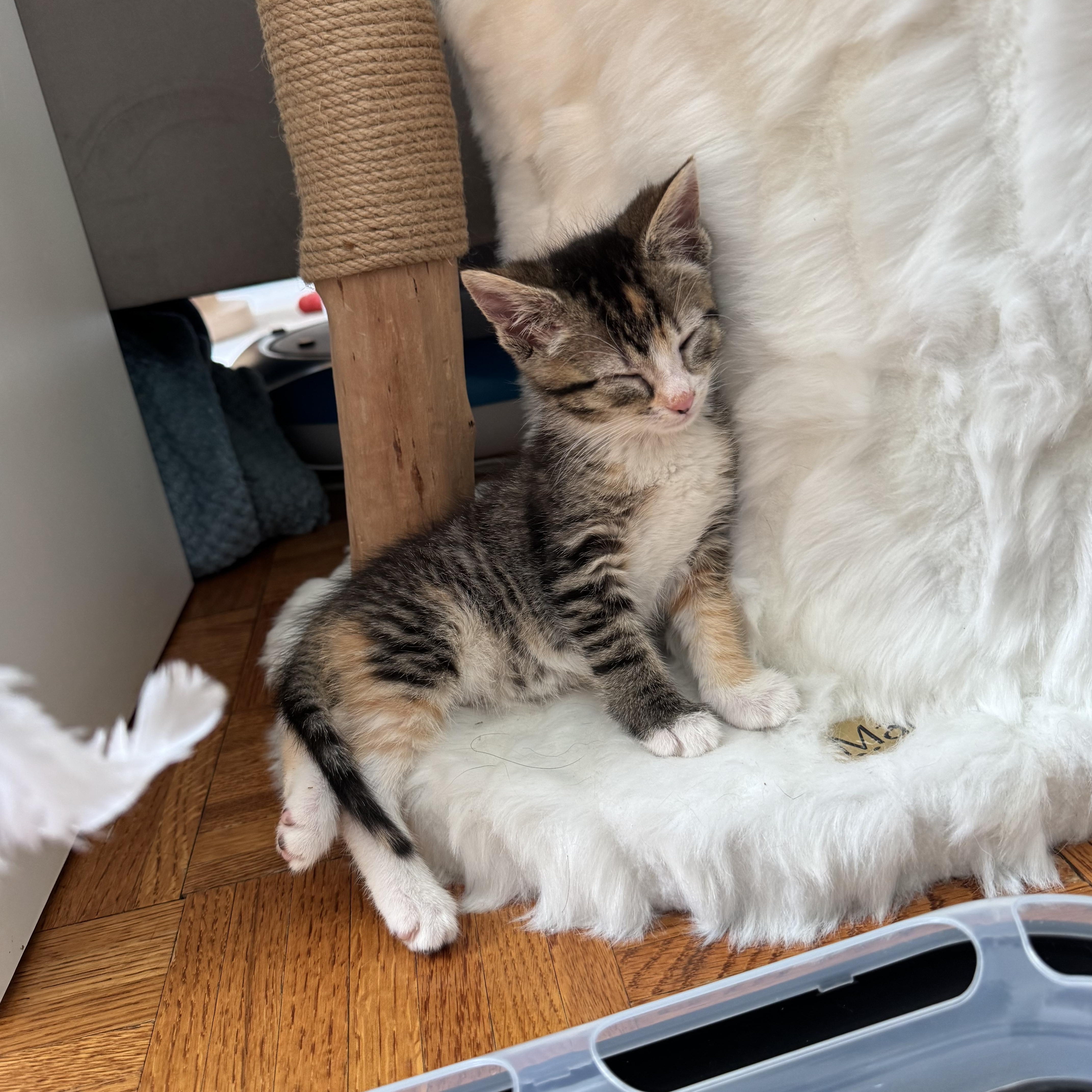 Sammie And Stevie thumbnail 2