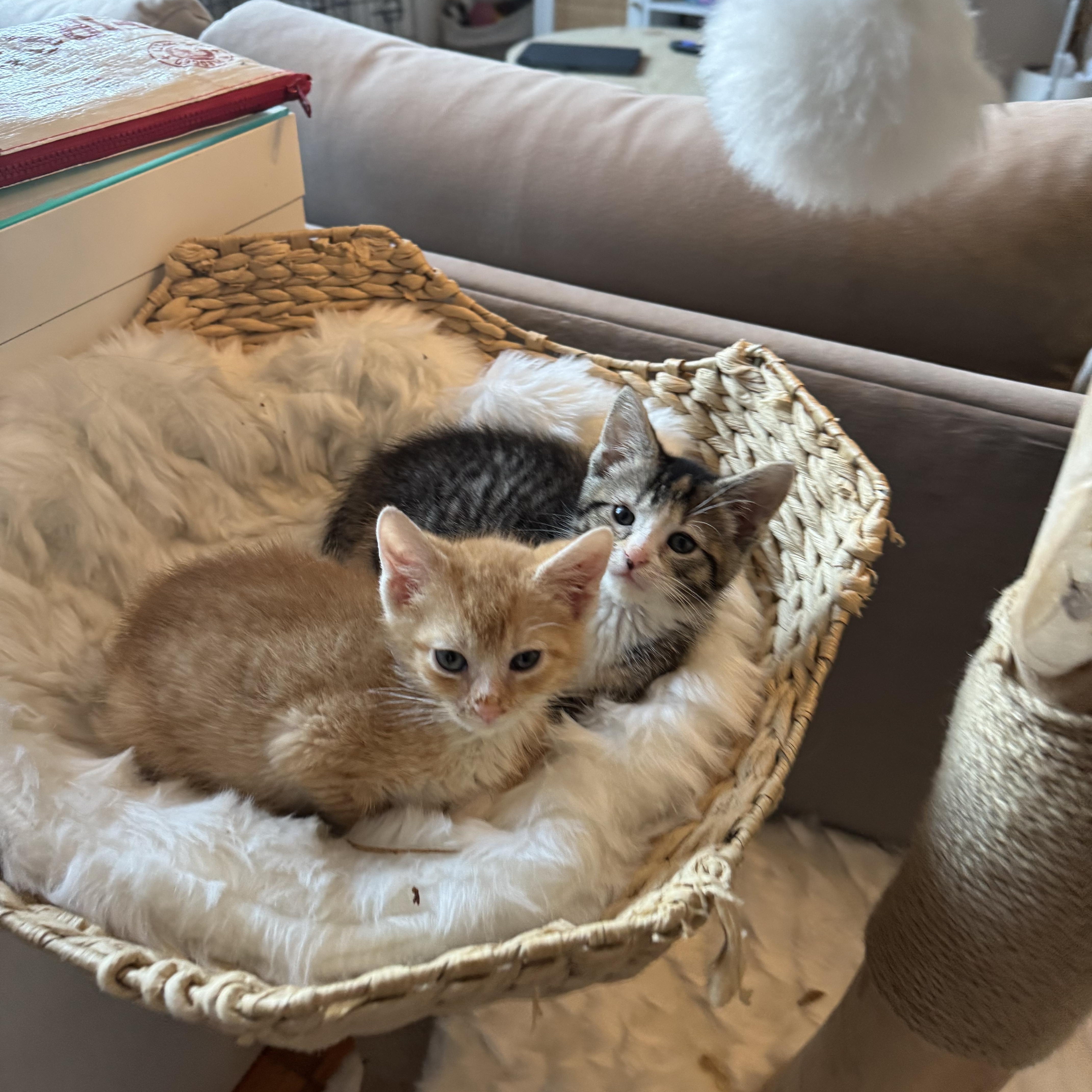 A baby small-sized male Torbie Domestic Short Hair cat named Sammie And Stevie for adoption in Brooklyn, NY