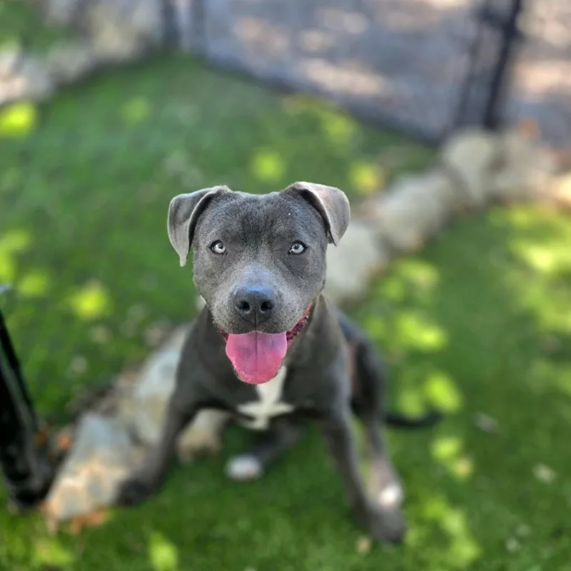 A young medium-sized female Gray / Blue / Silver Mixed Breed dog named Jasmine for adoption in Port Charlotte, FL