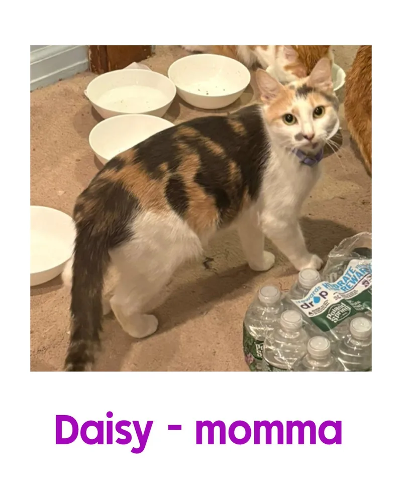 An adult medium-sized female Domestic Short Hair cat named Daisy for adoption in Holbrook, NY