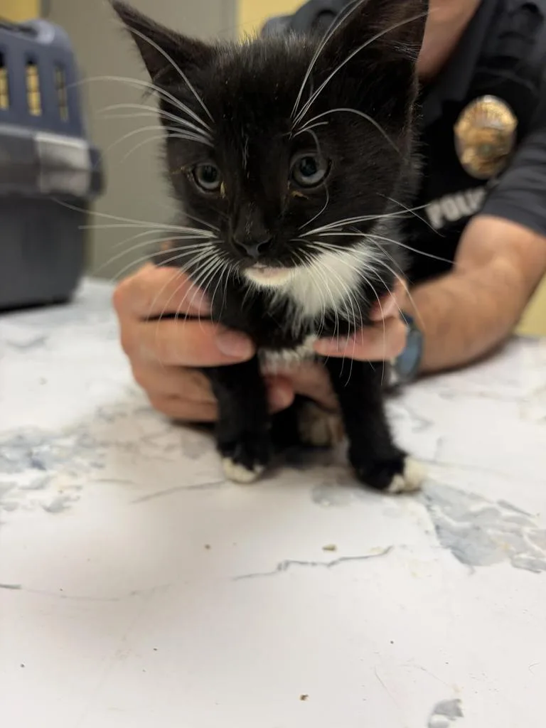 A baby medium-sized male Domestic Short Hair cat named Carrot for adoption in Florence, SC
