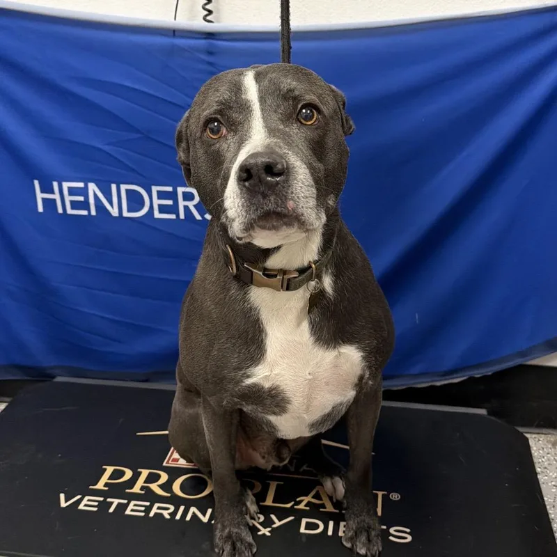 A senior large-sized male American Staffordshire Terrier dog named Koda for adoption in Henderson, NV