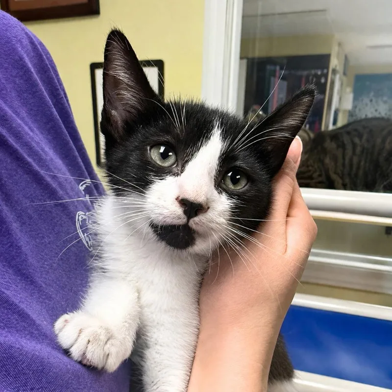 A baby medium-sized male Domestic Short Hair cat named Dwayne for adoption in Saint Petersburg, FL