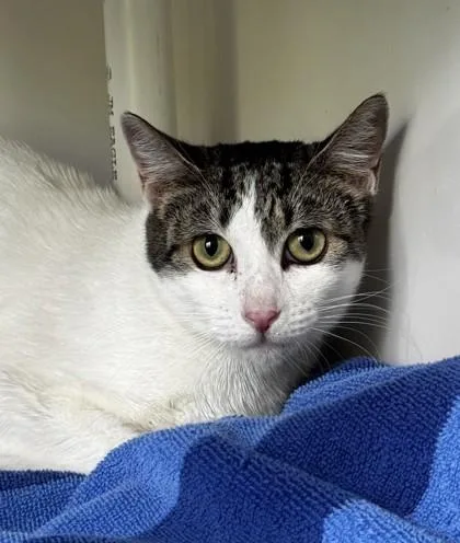 An adult small-sized female Domestic Short Hair cat named Purrina for adoption in Honolulu, HI