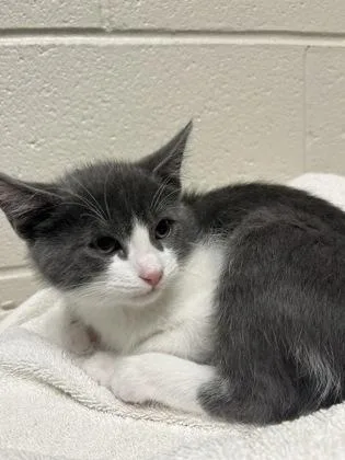 An adult small-sized male Domestic Short Hair cat named Momiji for adoption in Fairfax, VA