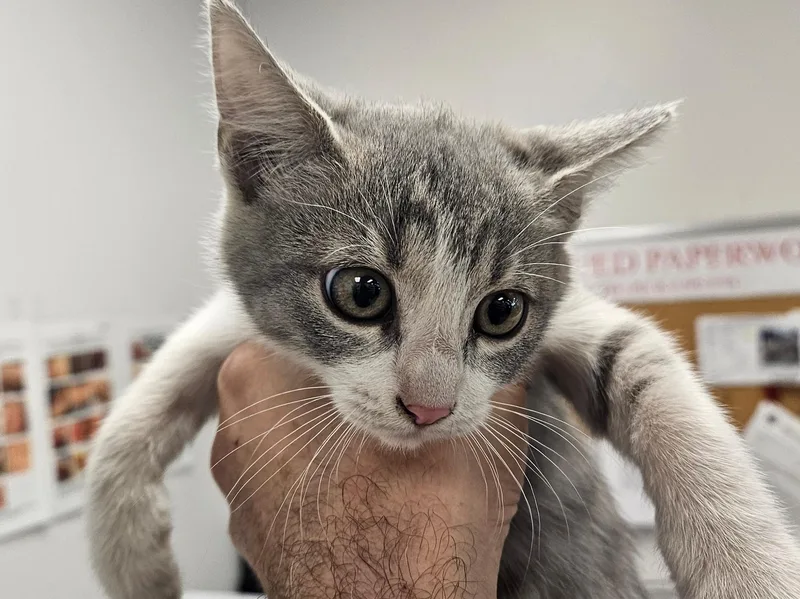 An adult small-sized female Domestic Short Hair cat named Juno for adoption in Van Nuys, CA