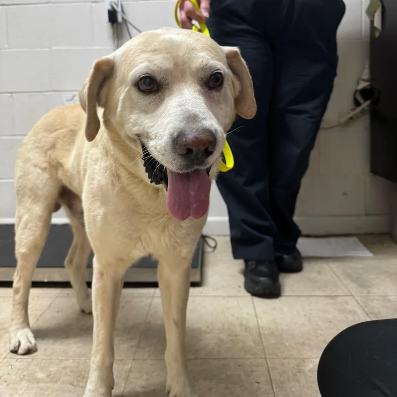 A senior medium-sized male Yellow / Tan / Blond / Fawn Labrador Retriever dog named Doc Holiday for adoption in Birmingham, AL