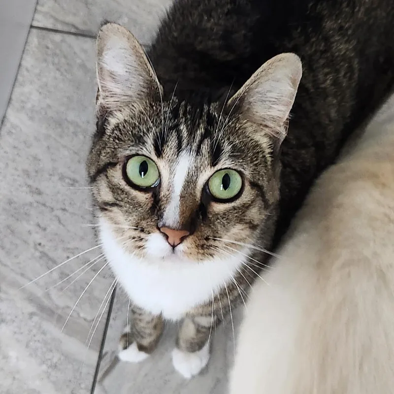 An adult small-sized female Brown / Chocolate Domestic Short Hair cat named Gracie for adoption in Brighton, MO