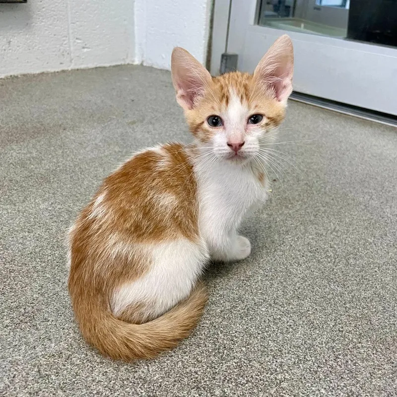 A baby small-sized male Orange / Red Domestic Short Hair cat named Dr. Langdon for adoption in Carencro, LA