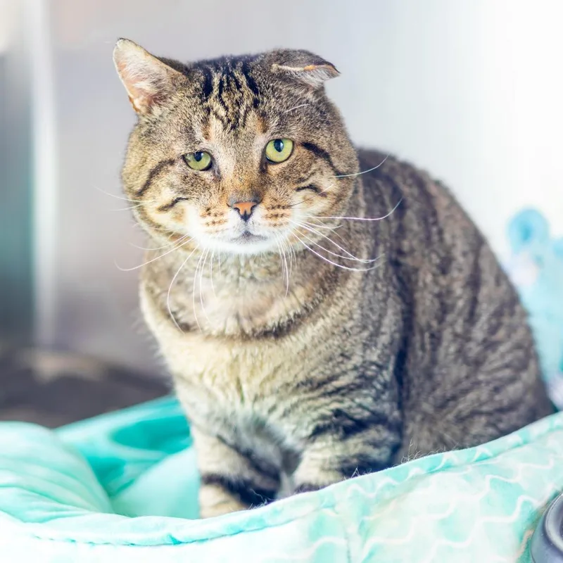 An adult extra large-sized male Brown / Chocolate Domestic Short Hair cat named Evander for adoption in Wilmington, DE