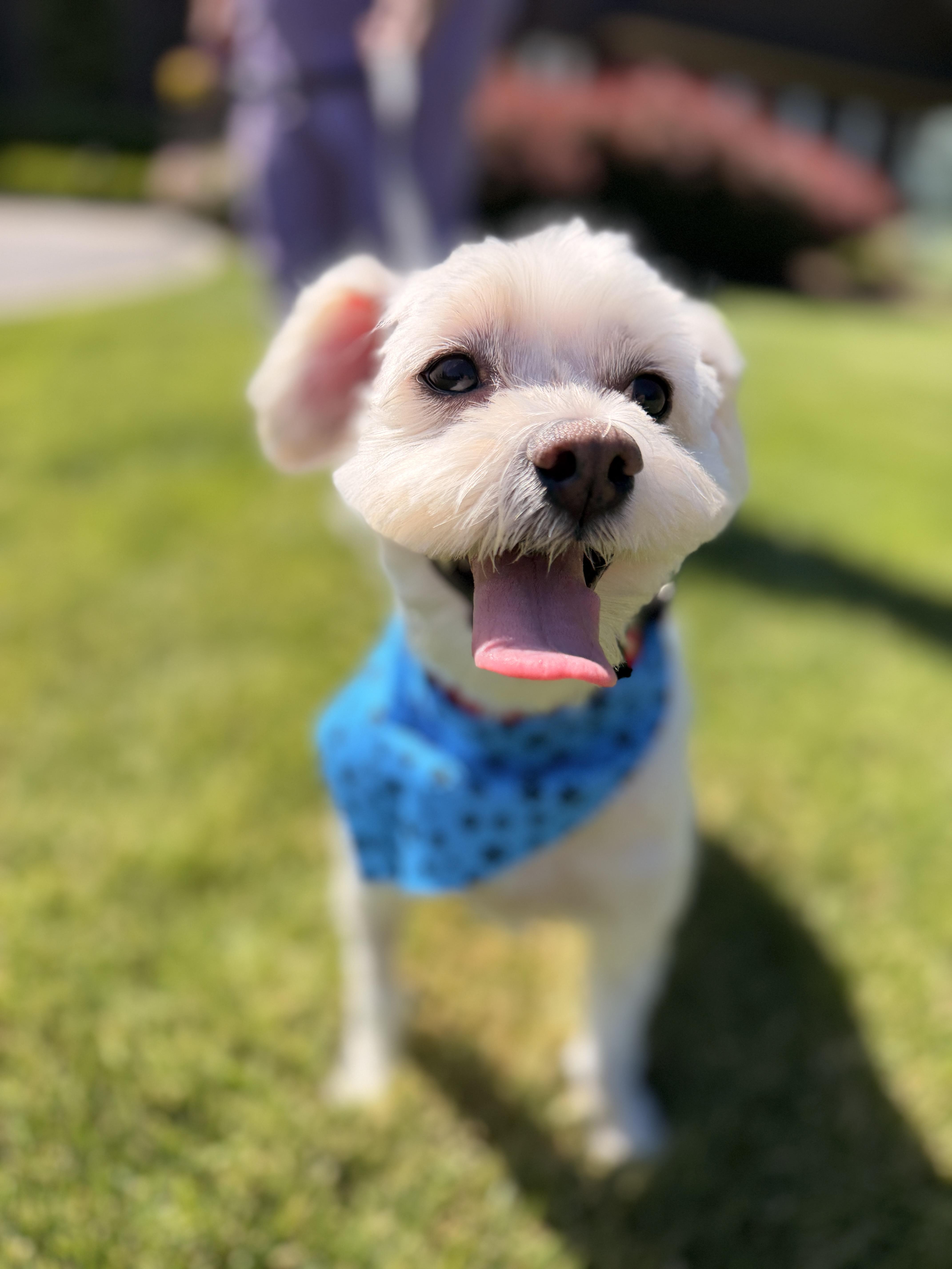 An adult small-sized male Maltese dog named Teddy White for adoption in Thornwood, NY