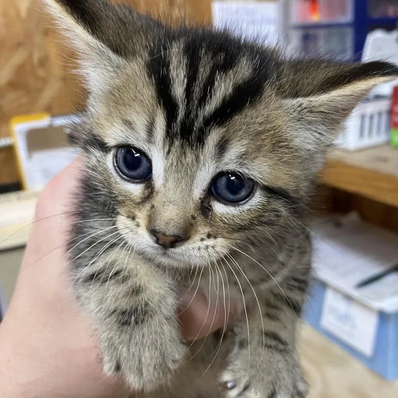 A baby small-sized male Brown / Chocolate Domestic Short Hair cat named Menace for adoption in Blairsville, GA
