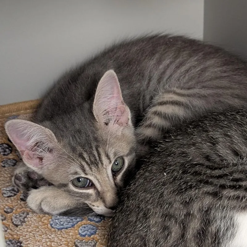A baby small-sized female Gray / Blue / Silver Domestic Short Hair cat named Peanut for adoption in Buchanan Dam, TX