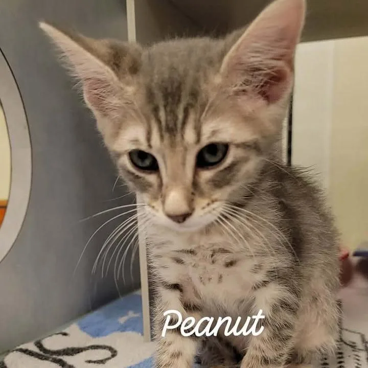 Peanut thumbnail 2