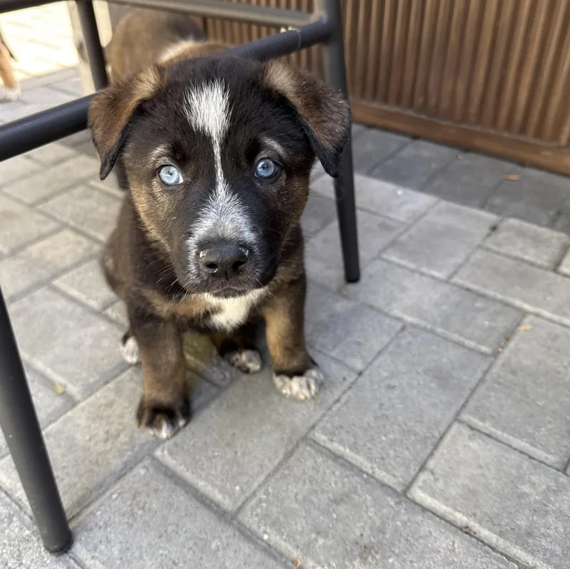 A baby large-sized female Tricolor (Brown, Black, & White) Cattle Dog dog named Willow for adoption in West Hollywood, CA