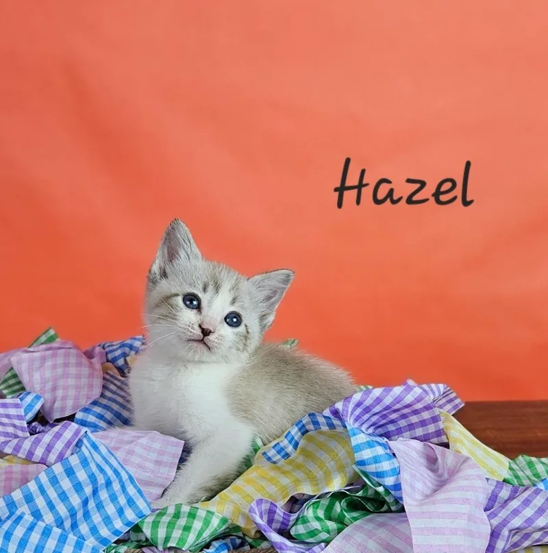 Hazel