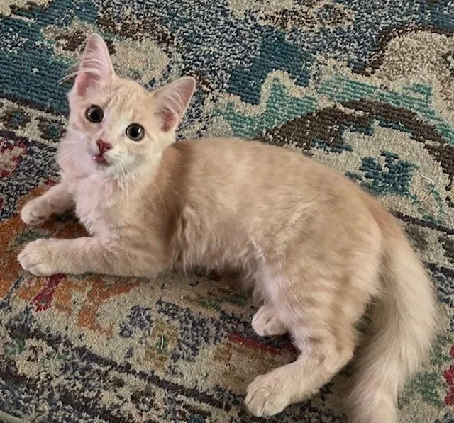 A young medium-sized male Buff / Tan / Fawn Domestic Medium Hair cat named Happy for adoption in Tyler, TX
