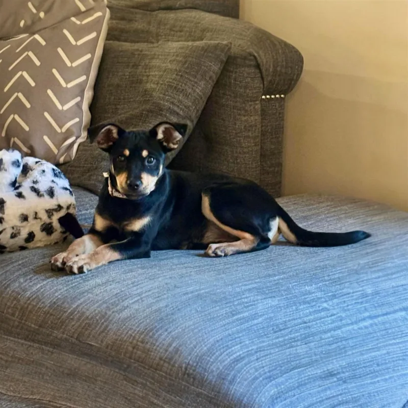 A baby medium-sized female Mixed Breed dog named Sana for adoption in Pittstown, NJ