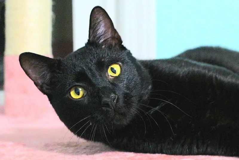 A young large-sized male Black Domestic Short Hair cat named Pluto for adoption in Columbia, SC