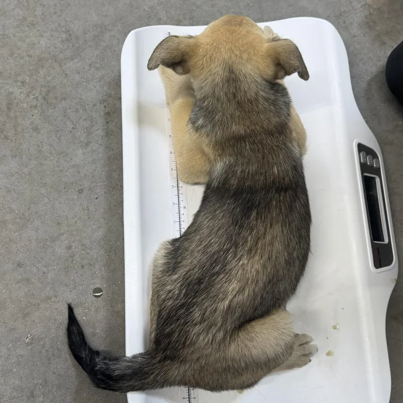 A baby medium-sized male Brown / Chocolate Mixed Breed dog named 112043 for adoption in Las Cruces, NM