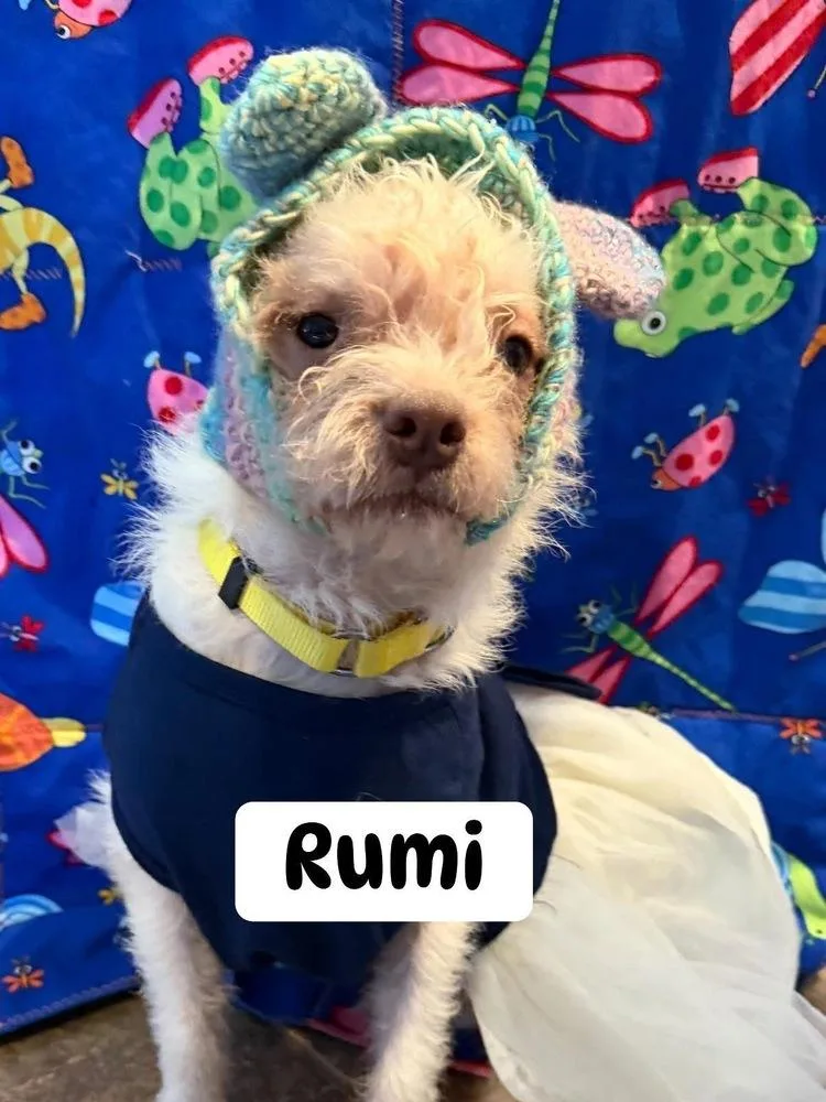 A young small-sized female Mixed Breed dog named Rumi for adoption in Scranton, PA