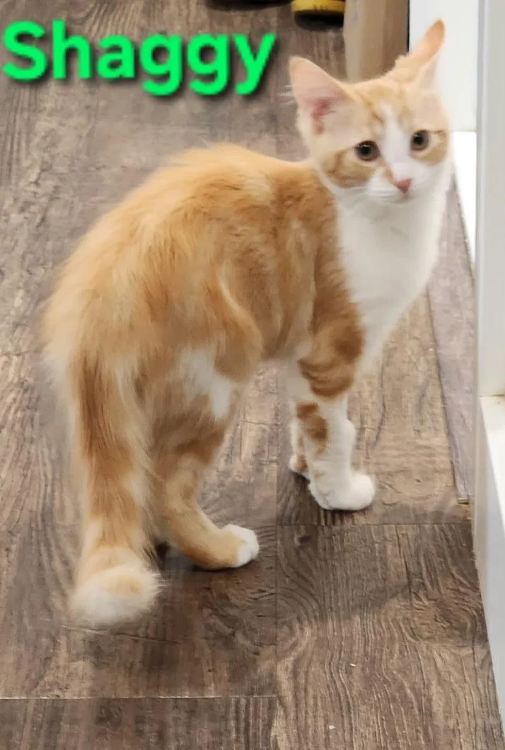 A baby small-sized male Orange & White Domestic Medium Hair cat named Shaggy for adoption in Brighton, MI