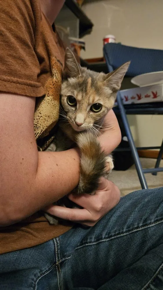 A baby medium-sized female Domestic Short Hair cat named Squeak for adoption in Skippack, PA