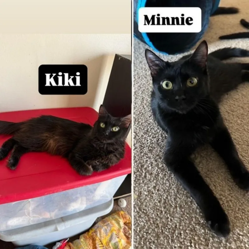 A young medium-sized female Domestic Short Hair cat named Kiki  Minnie for adoption in Minneapolis, MN